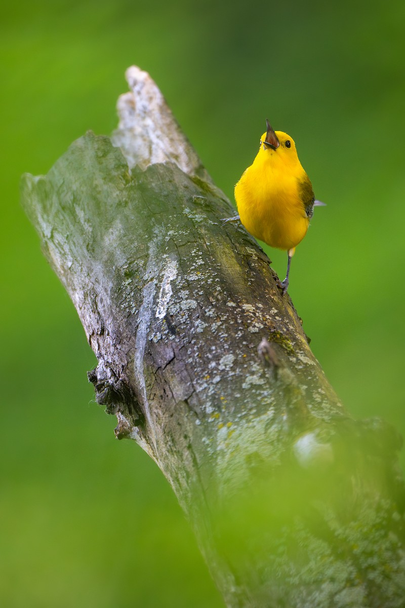 Prothonotary Warbler - ML619899698