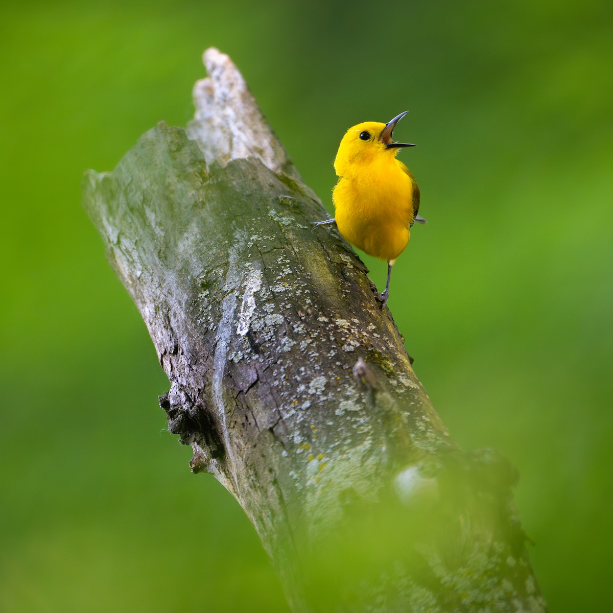 Prothonotary Warbler - ML619899699