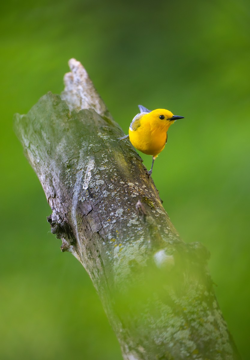 Prothonotary Warbler - ML619899701