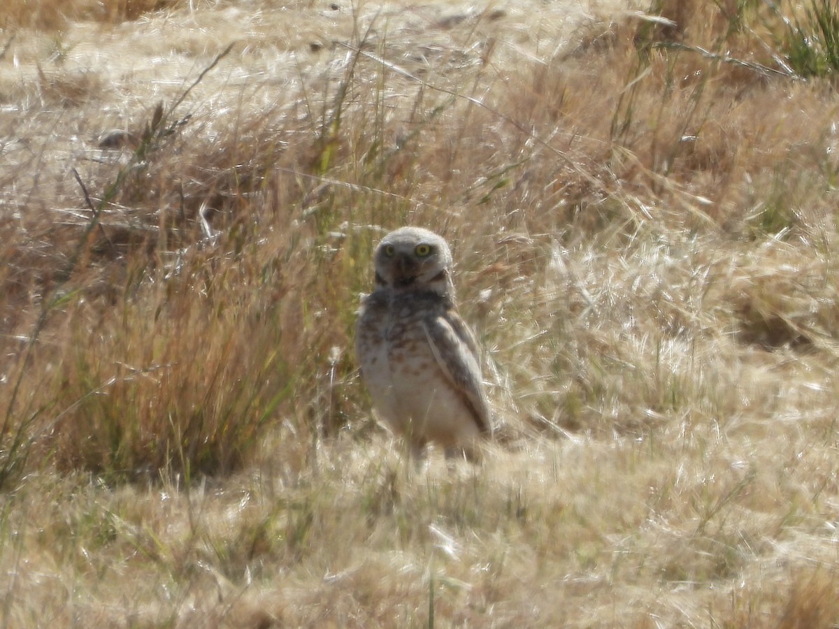 Burrowing Owl - ML619899719
