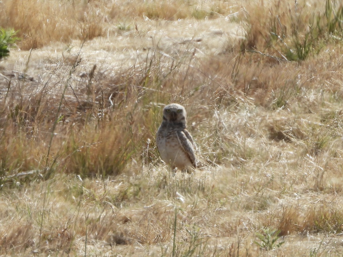 Burrowing Owl - ML619899720