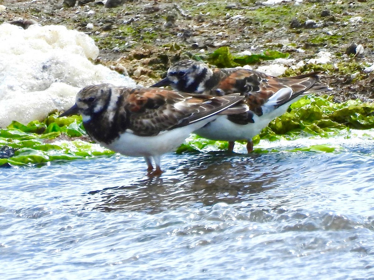 Ruddy Turnstone - ML619899730