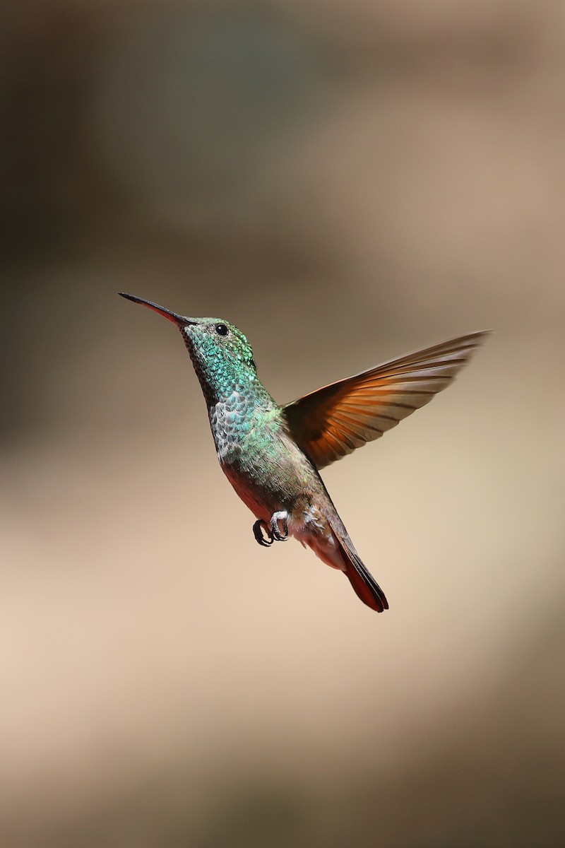 kolibřík mexický - ML619899731