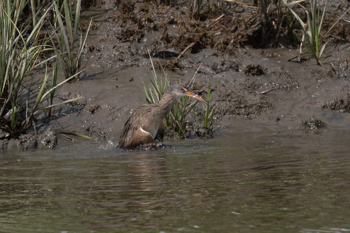 Clapper Rail - ML619899738