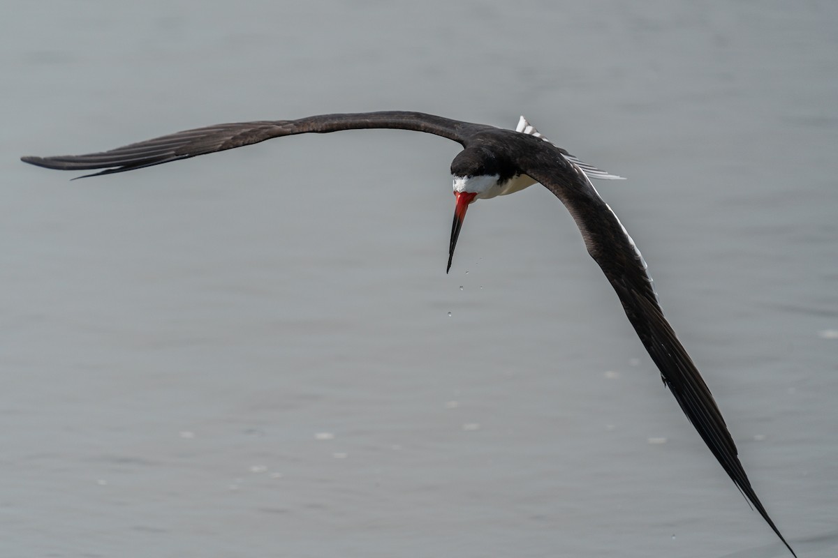 Black Skimmer - ML619899743