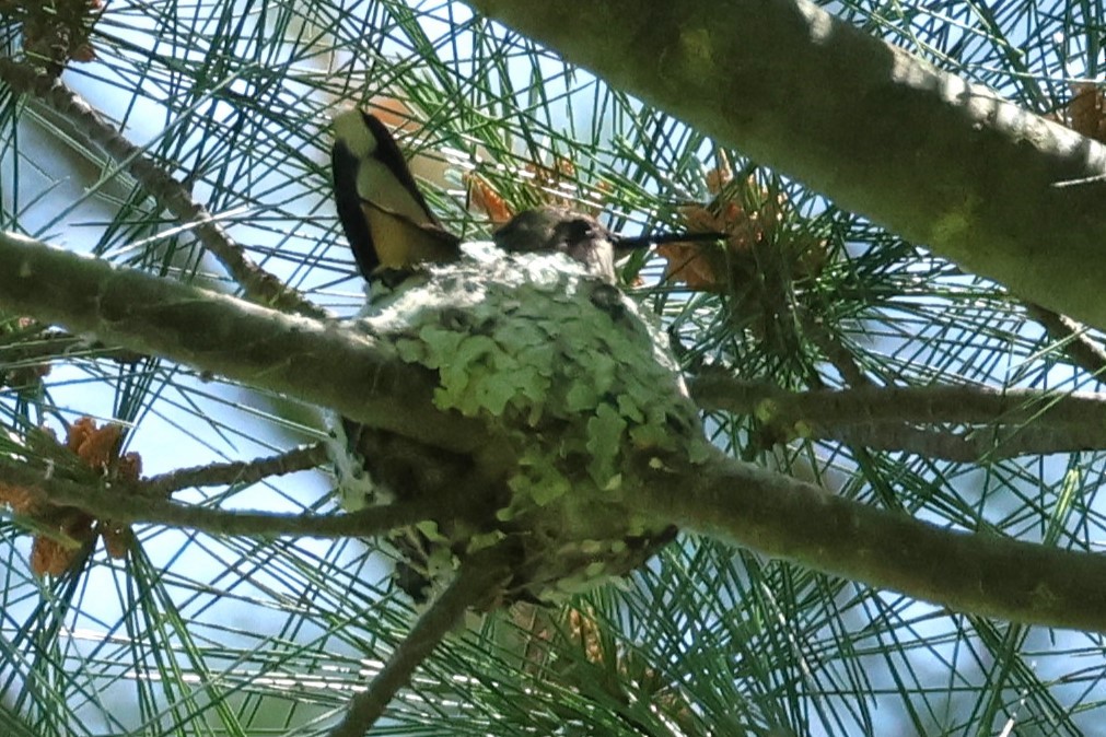 Yakut Boğazlı Kolibri - ML619899749