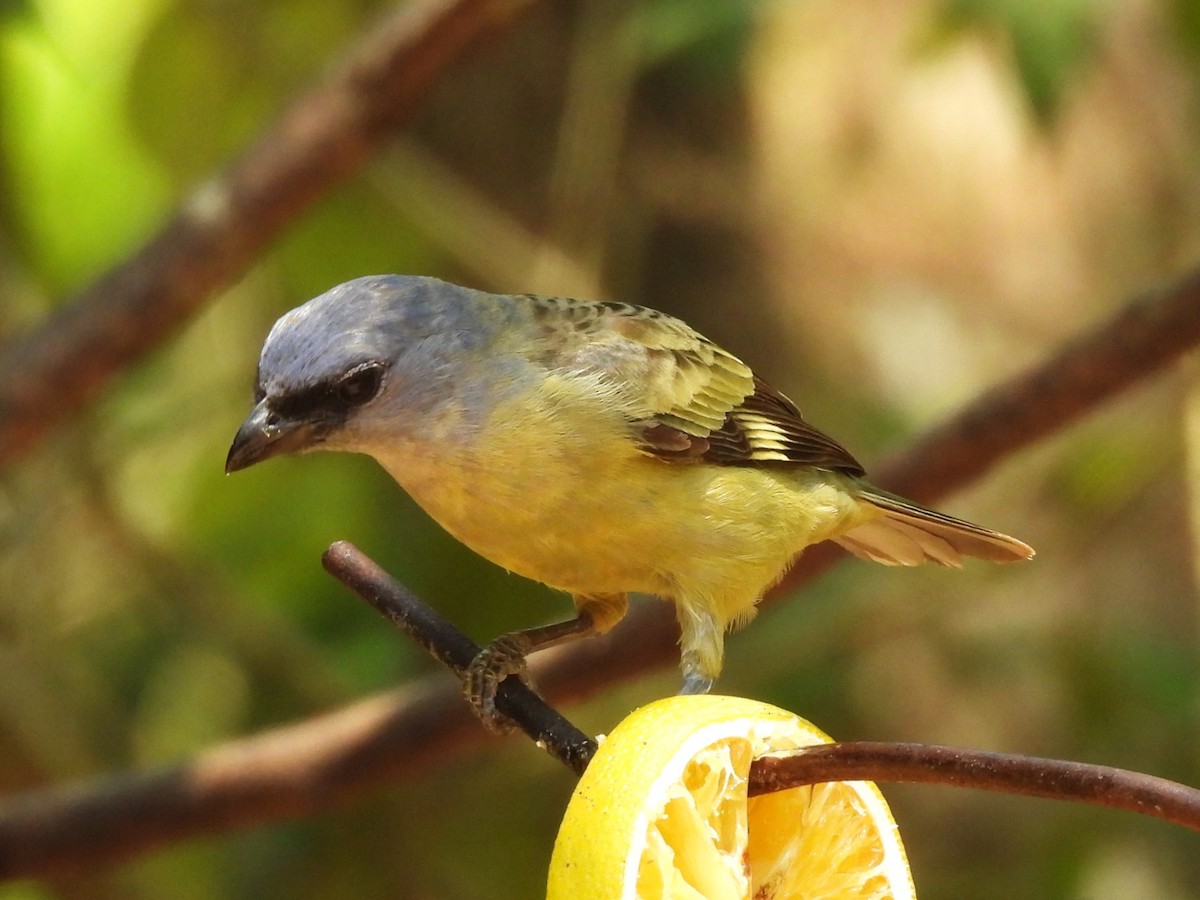 Yellow-winged Tanager - ML619899753