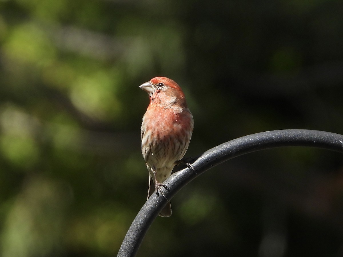 House Finch - ML619899759