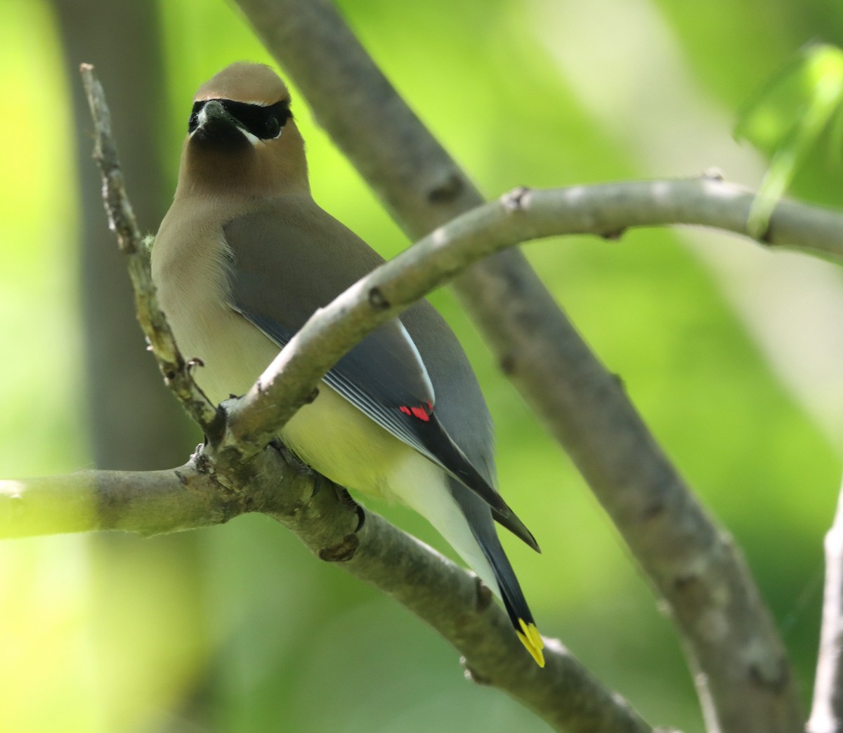 Cedar Waxwing - ML619899766