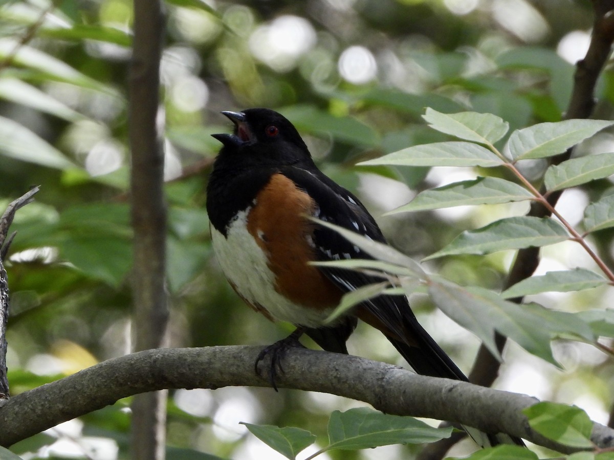 Spotted Towhee - ML619899775