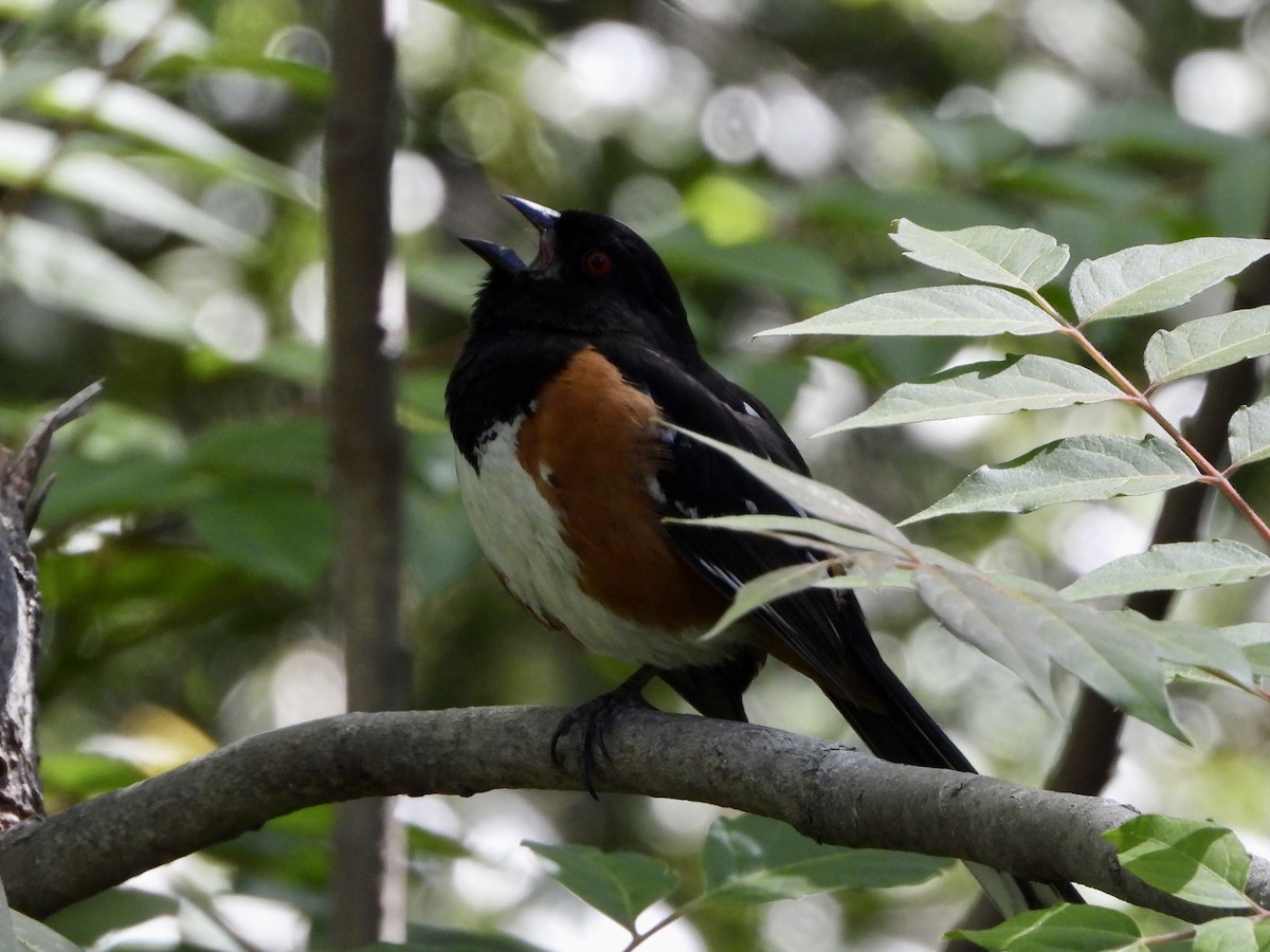 Spotted Towhee - ML619899776