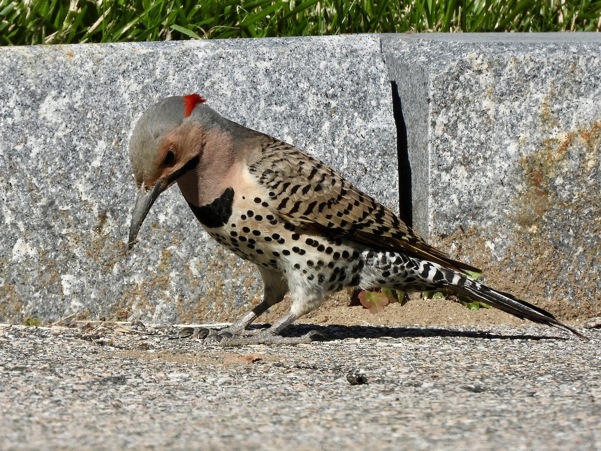 Northern Flicker (Yellow-shafted) - ML619899777