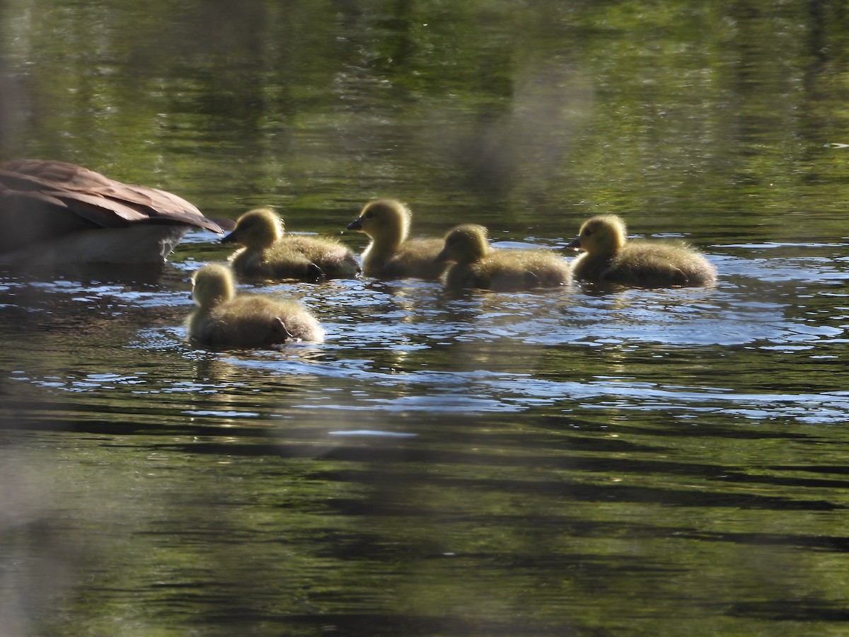 Canada Goose - ML619899783