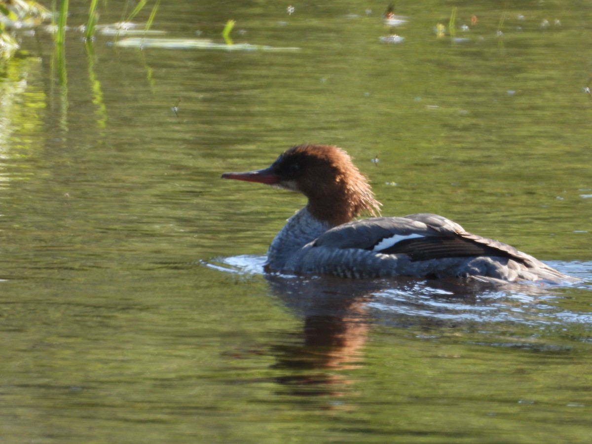 Common Merganser - ML619899788