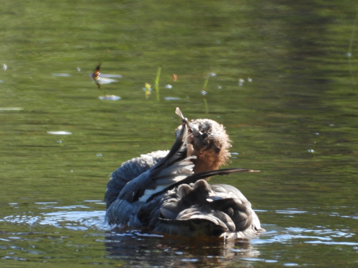 Common Merganser - ML619899789