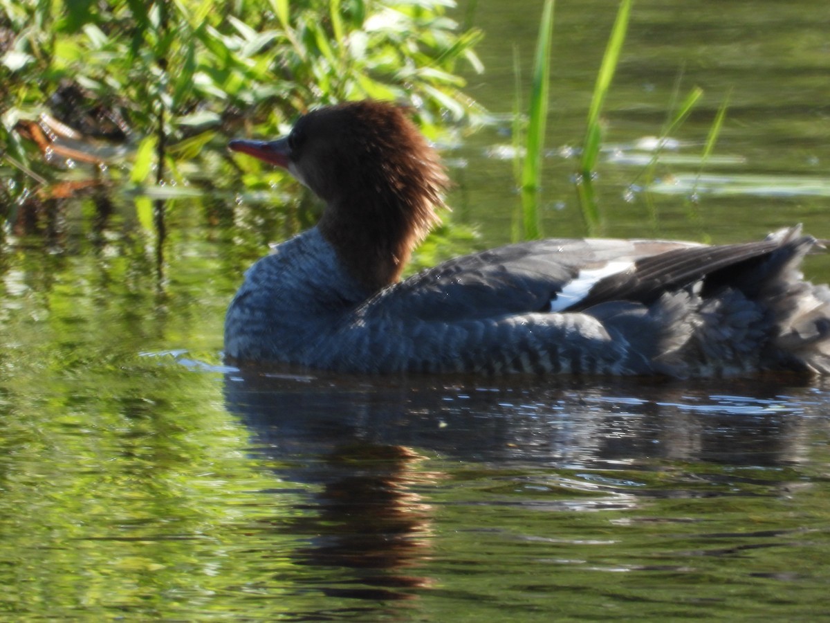 Common Merganser - ML619899790