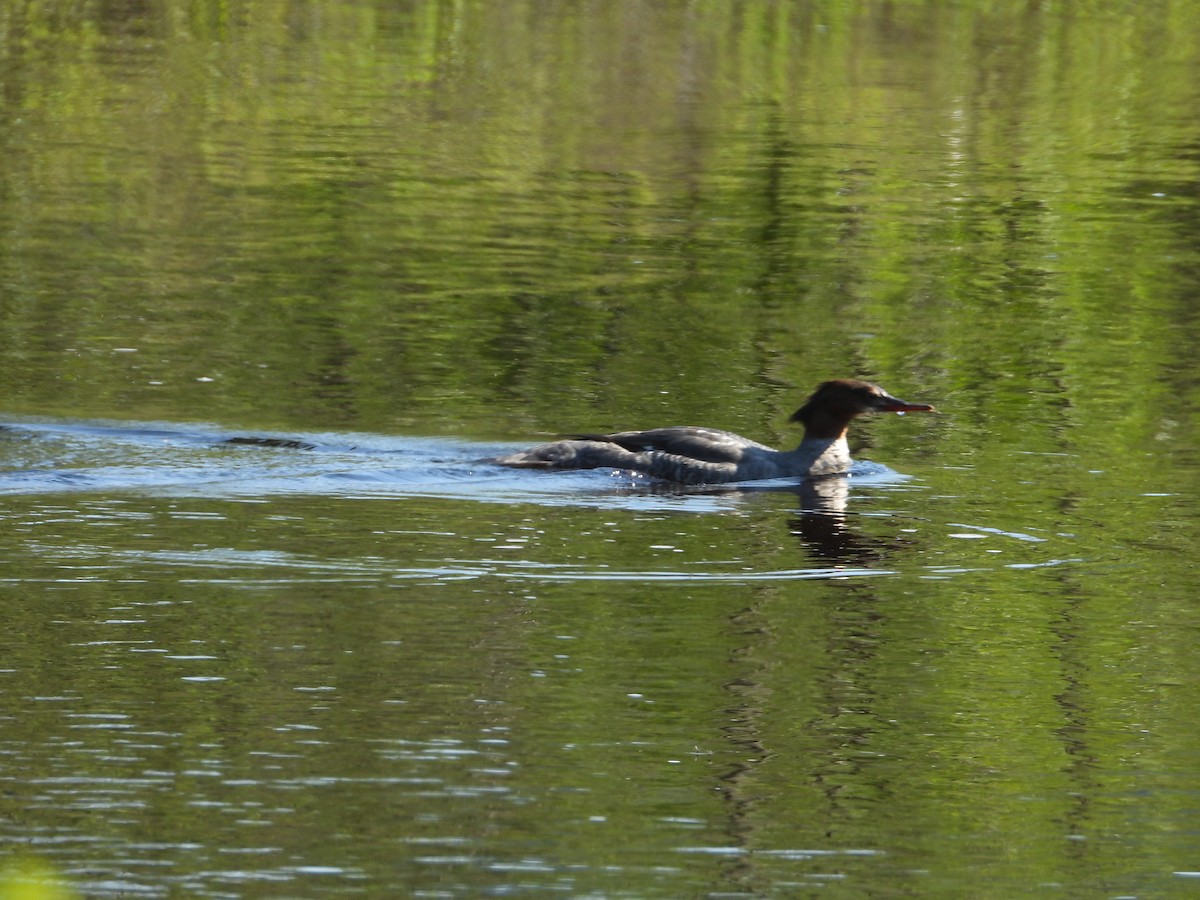 Common Merganser - ML619899791