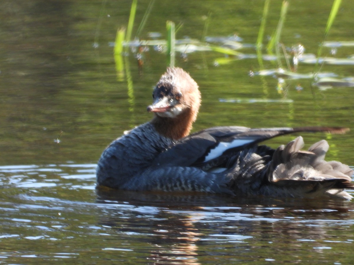 Common Merganser - ML619899794