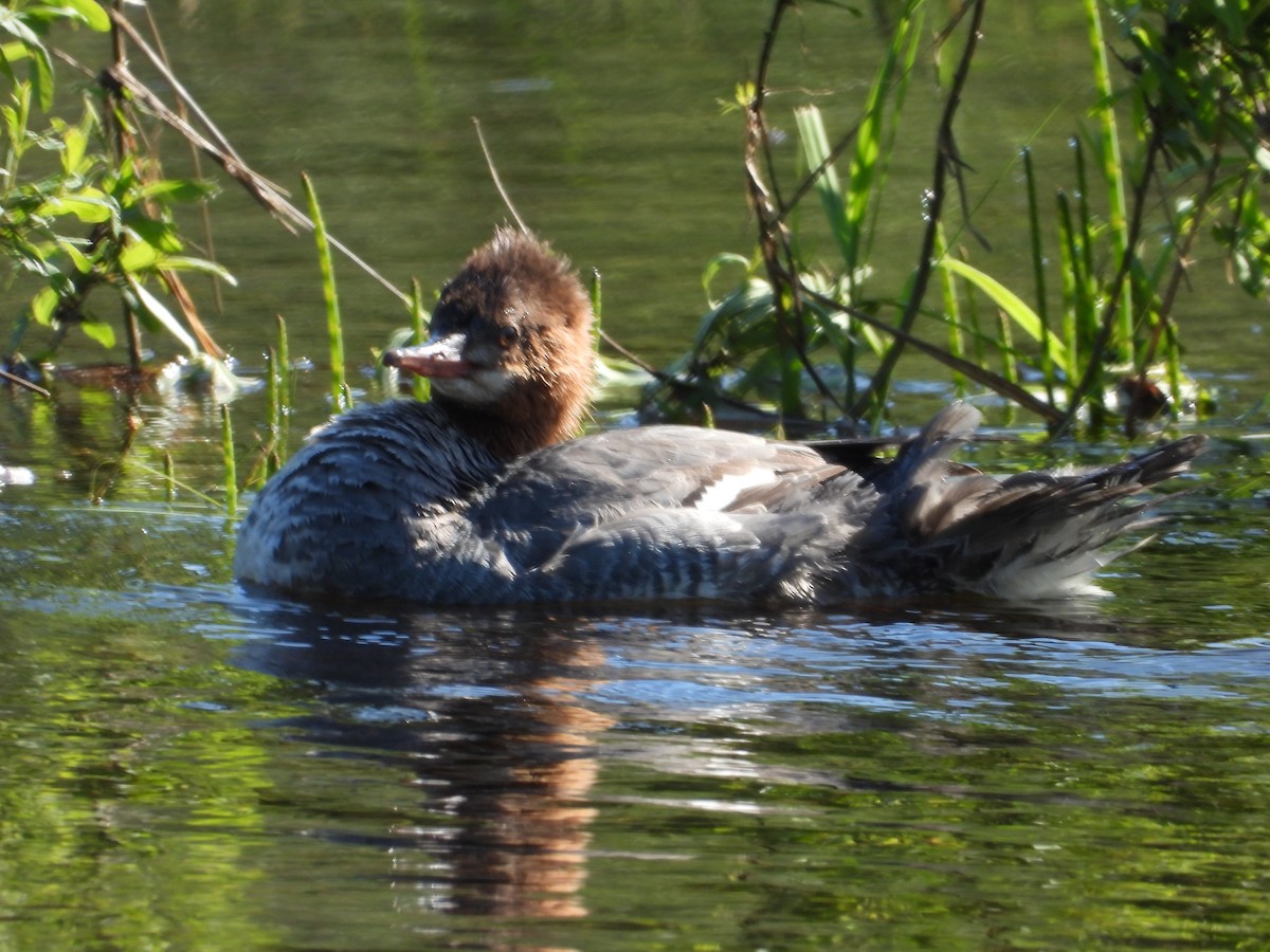 Common Merganser - ML619899795