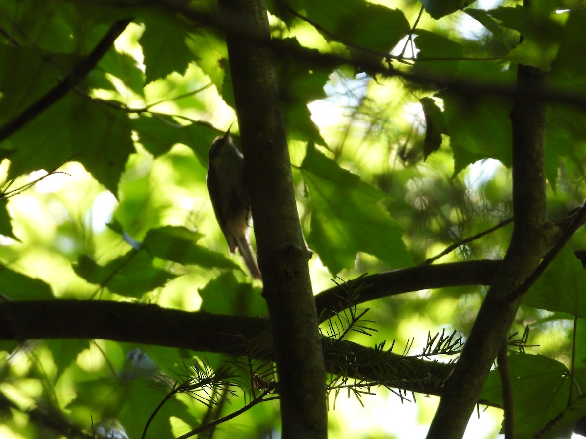 Brown Creeper - ML619899818