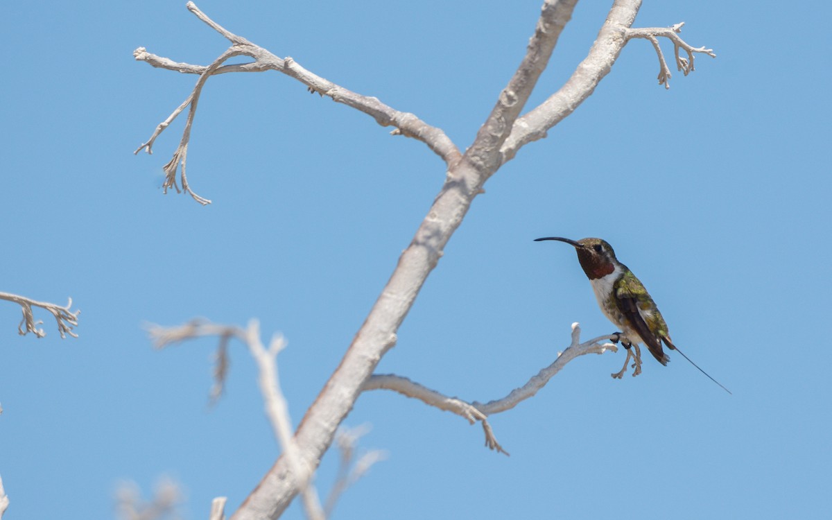 Mexican Sheartail - ML619899820