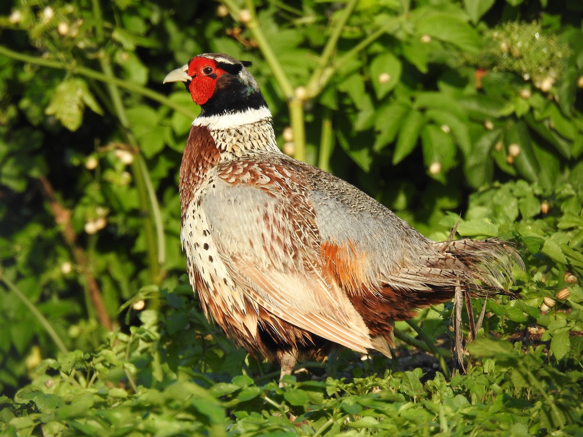 Ring-necked Pheasant - ML619899830