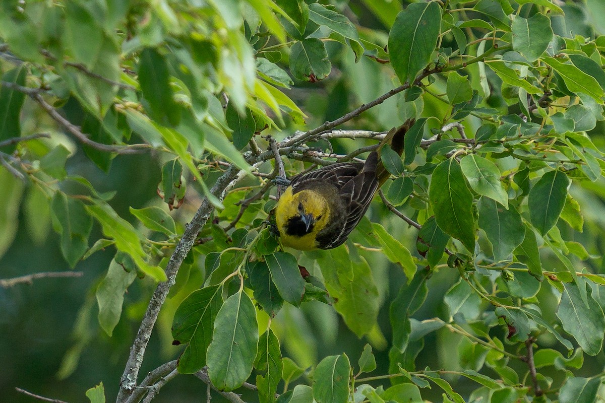 Orchard Oriole - ML619899833