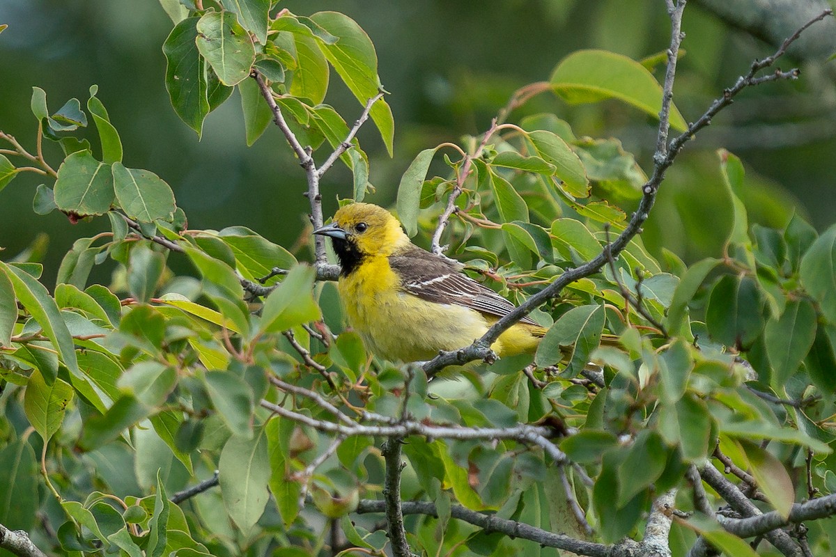 Orchard Oriole - ML619899834