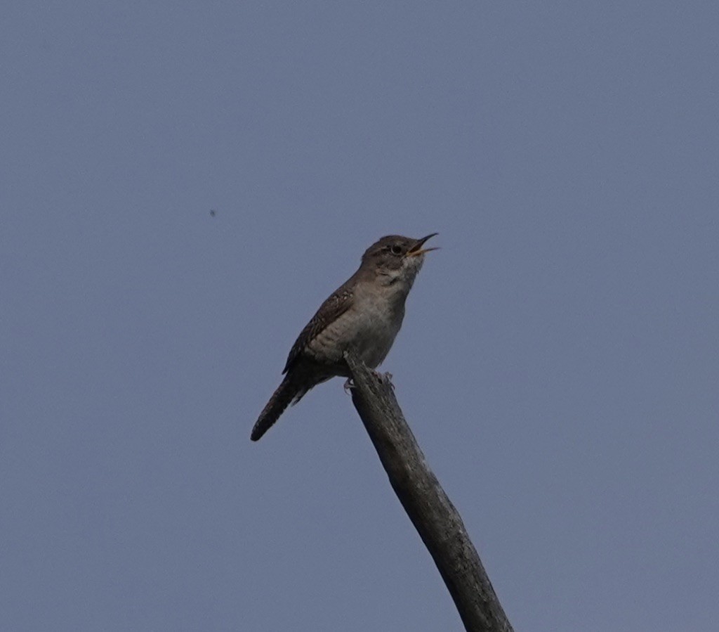 House Wren - ML619899838