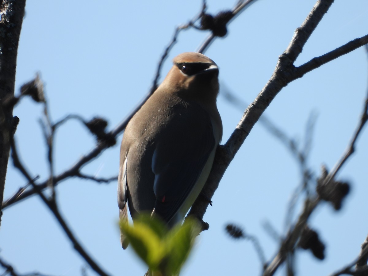 Cedar Waxwing - ML619899839