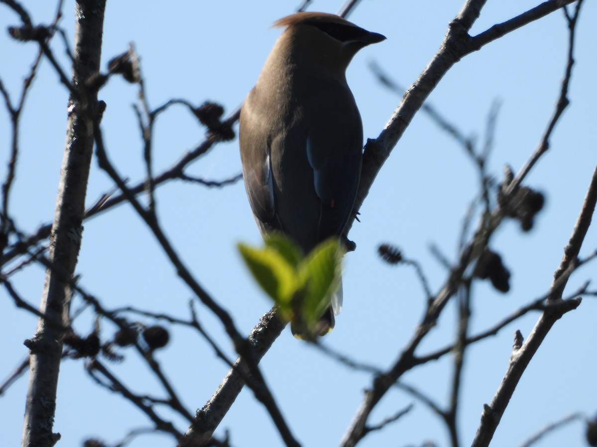 Cedar Waxwing - ML619899840