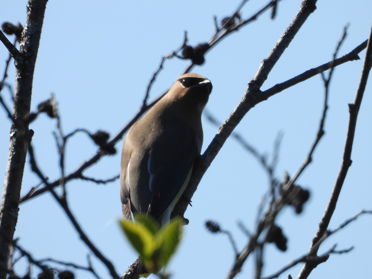 Cedar Waxwing - ML619899841