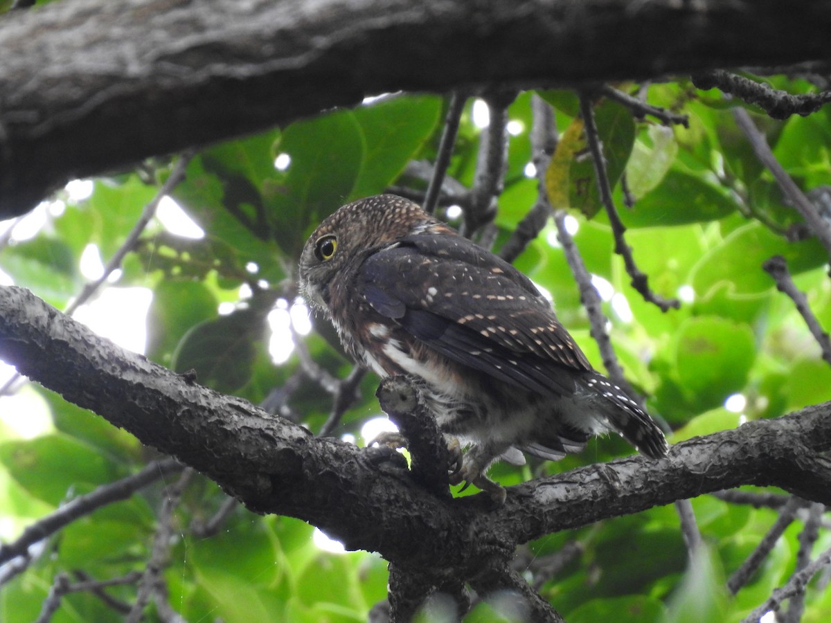 Costa Rican Pygmy-Owl - ML619899849