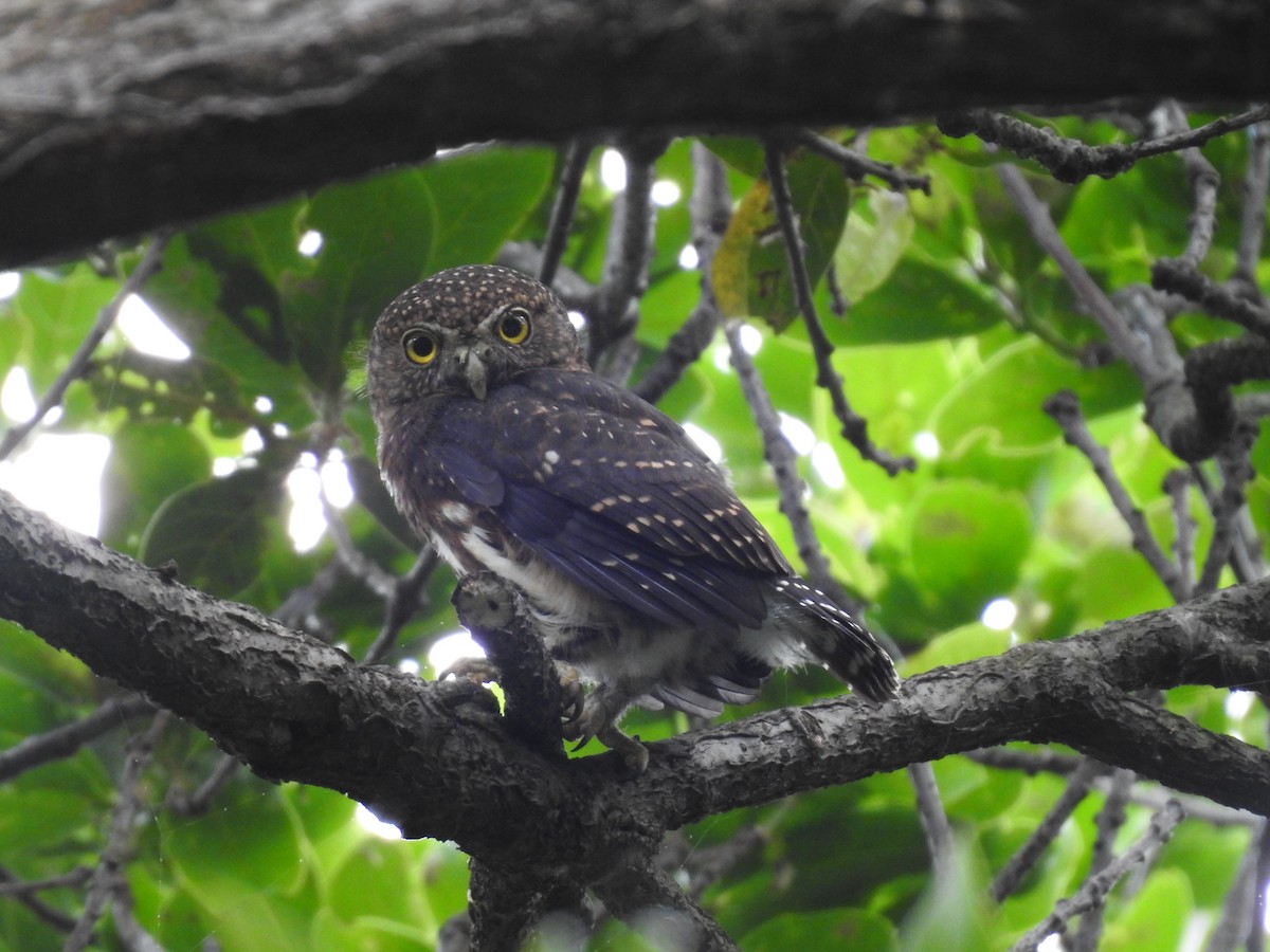 Costa Rican Pygmy-Owl - ML619899850