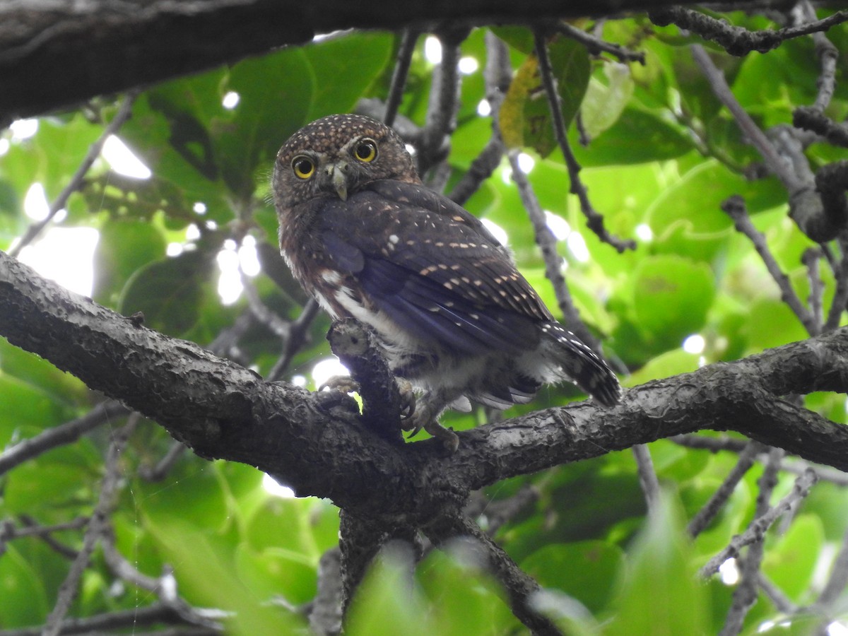 Costa-Rica-Zwergkauz - ML619899851