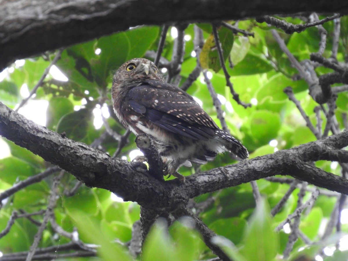 Costa Rican Pygmy-Owl - ML619899852