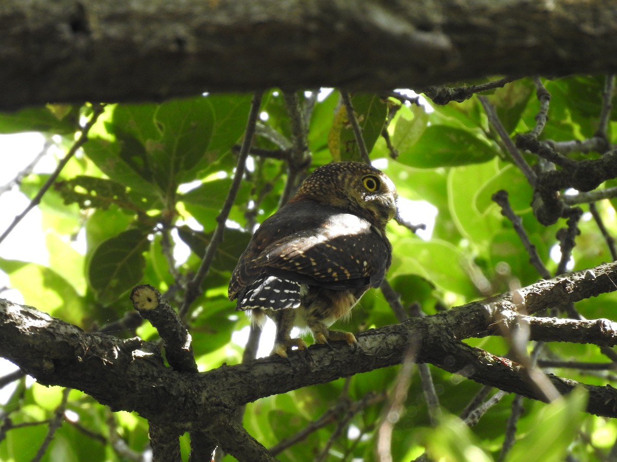 Costa Rican Pygmy-Owl - ML619899853