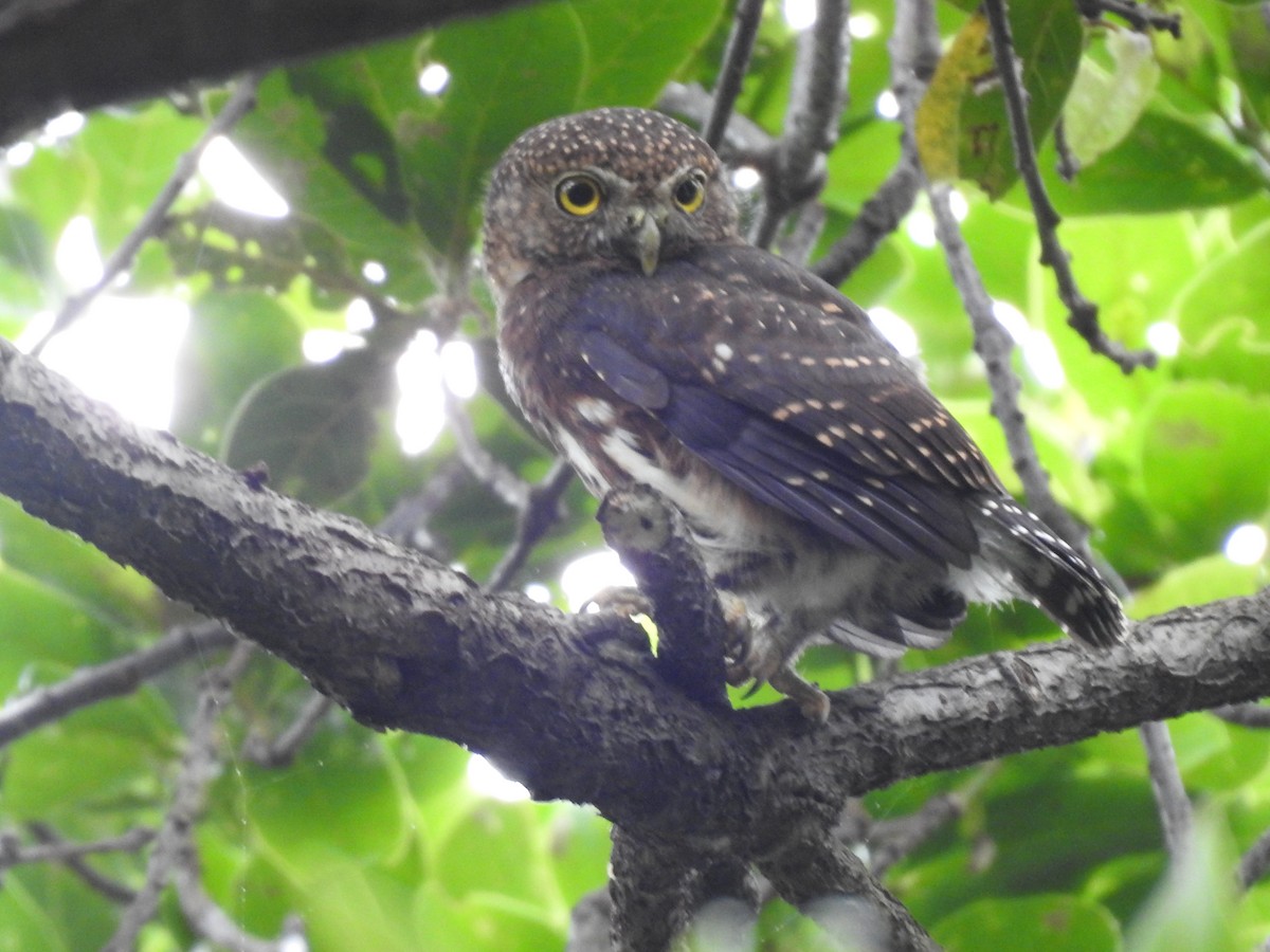 Costa Rican Pygmy-Owl - ML619899854