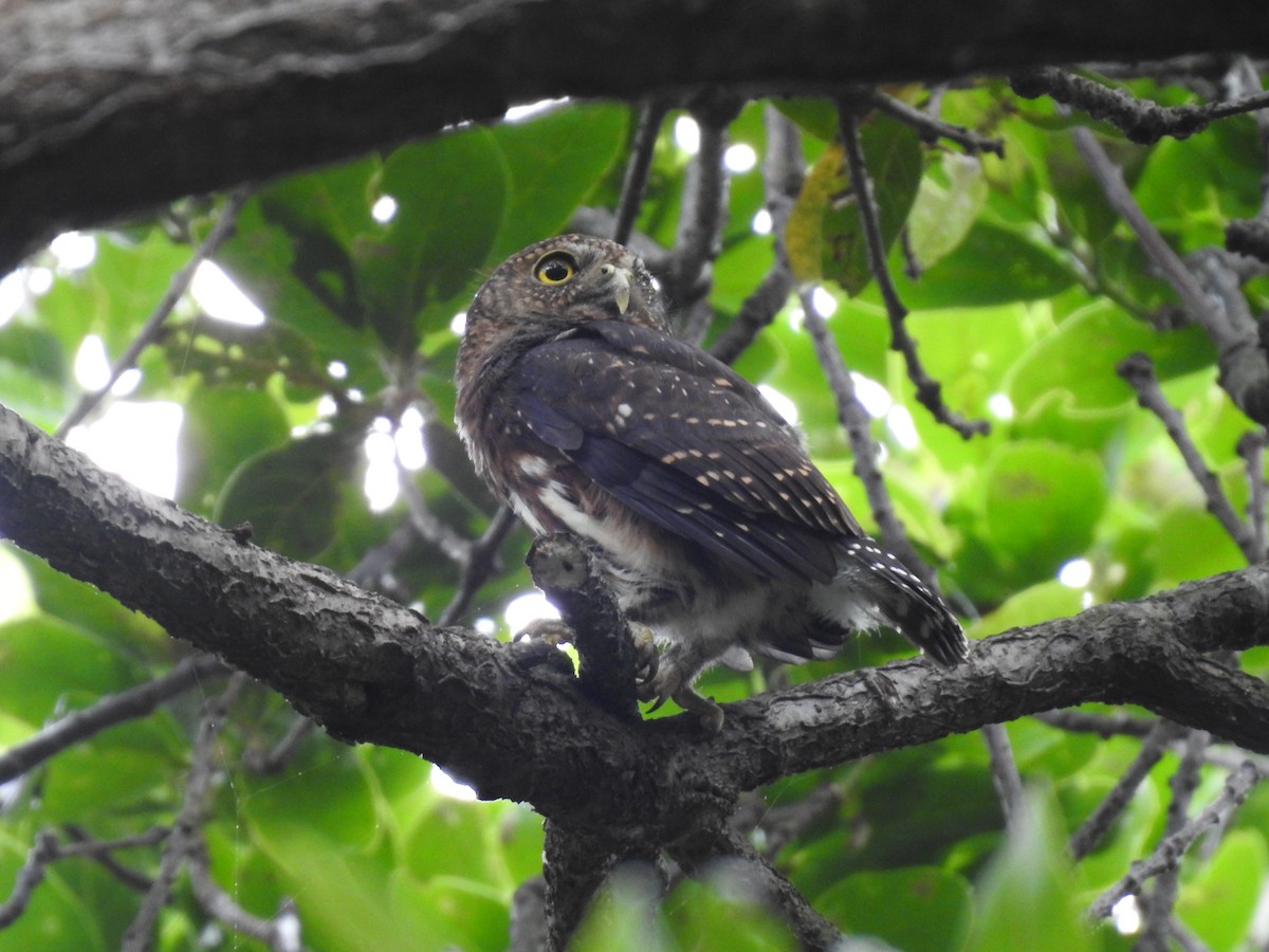 Costa Rican Pygmy-Owl - ML619899856