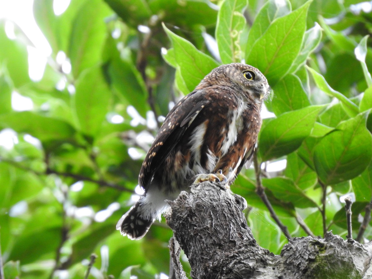 Costa Rican Pygmy-Owl - ML619899857
