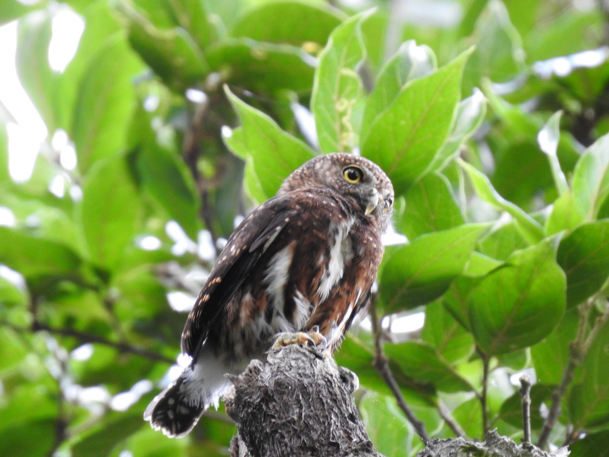 Costa Rican Pygmy-Owl - ML619899860