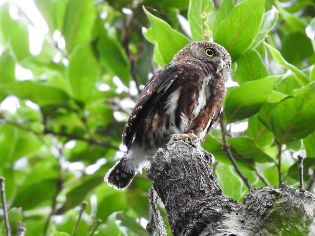 Costa Rican Pygmy-Owl - ML619899861