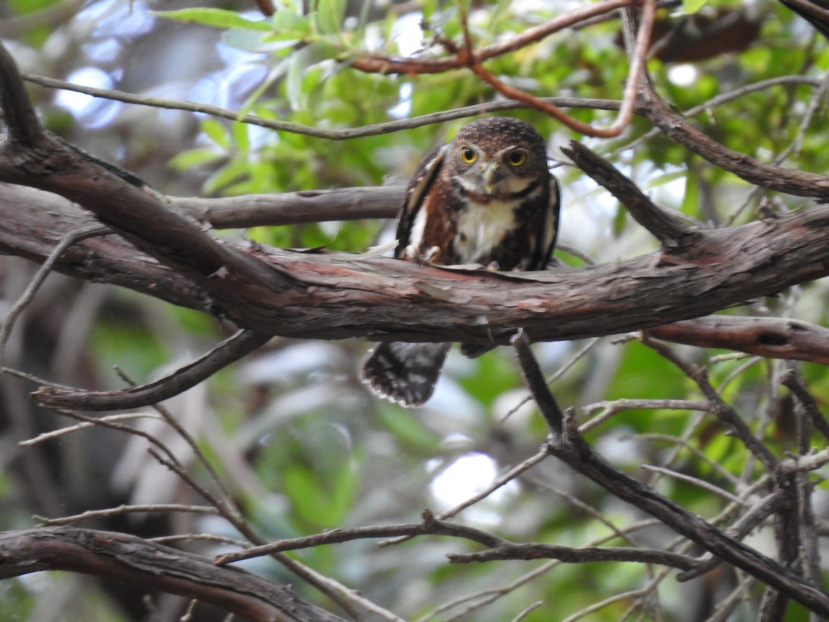 Costa Rican Pygmy-Owl - ML619899863