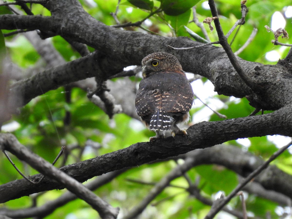 Costa Rican Pygmy-Owl - ML619899864
