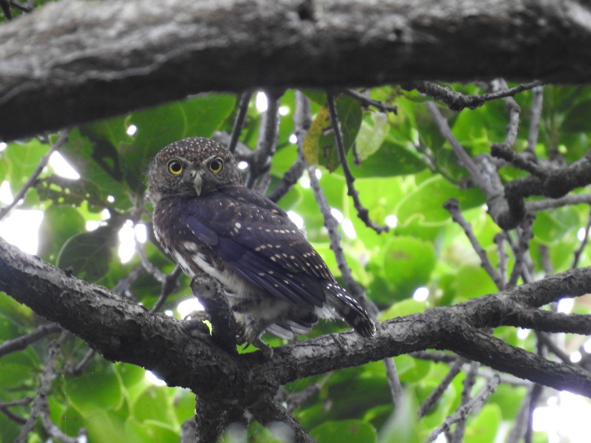 Costa Rican Pygmy-Owl - ML619899866