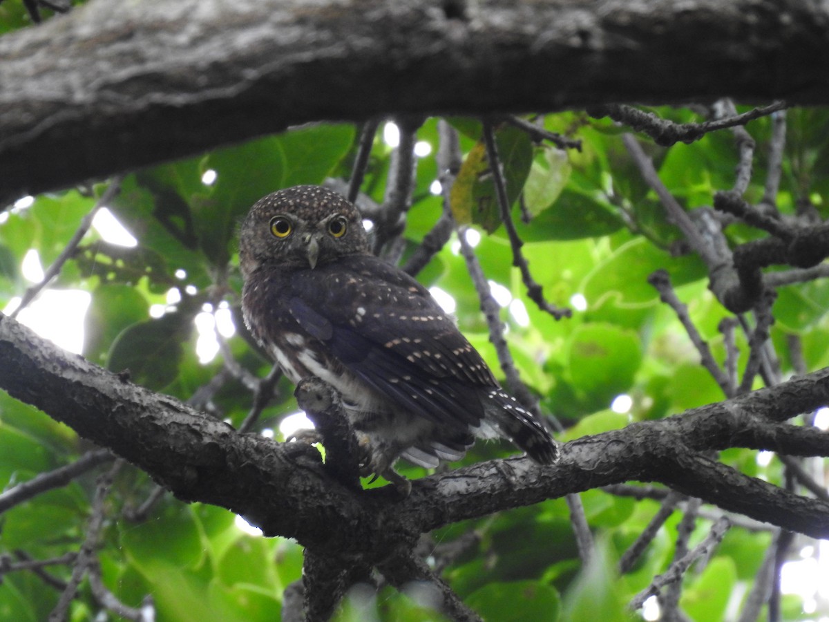 Costa Rican Pygmy-Owl - ML619899868