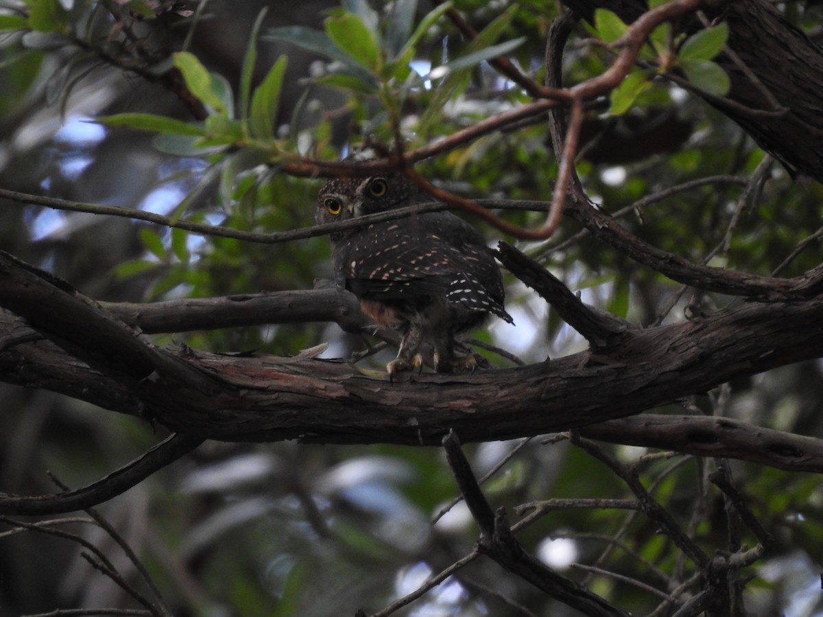 Costa Rican Pygmy-Owl - ML619899870