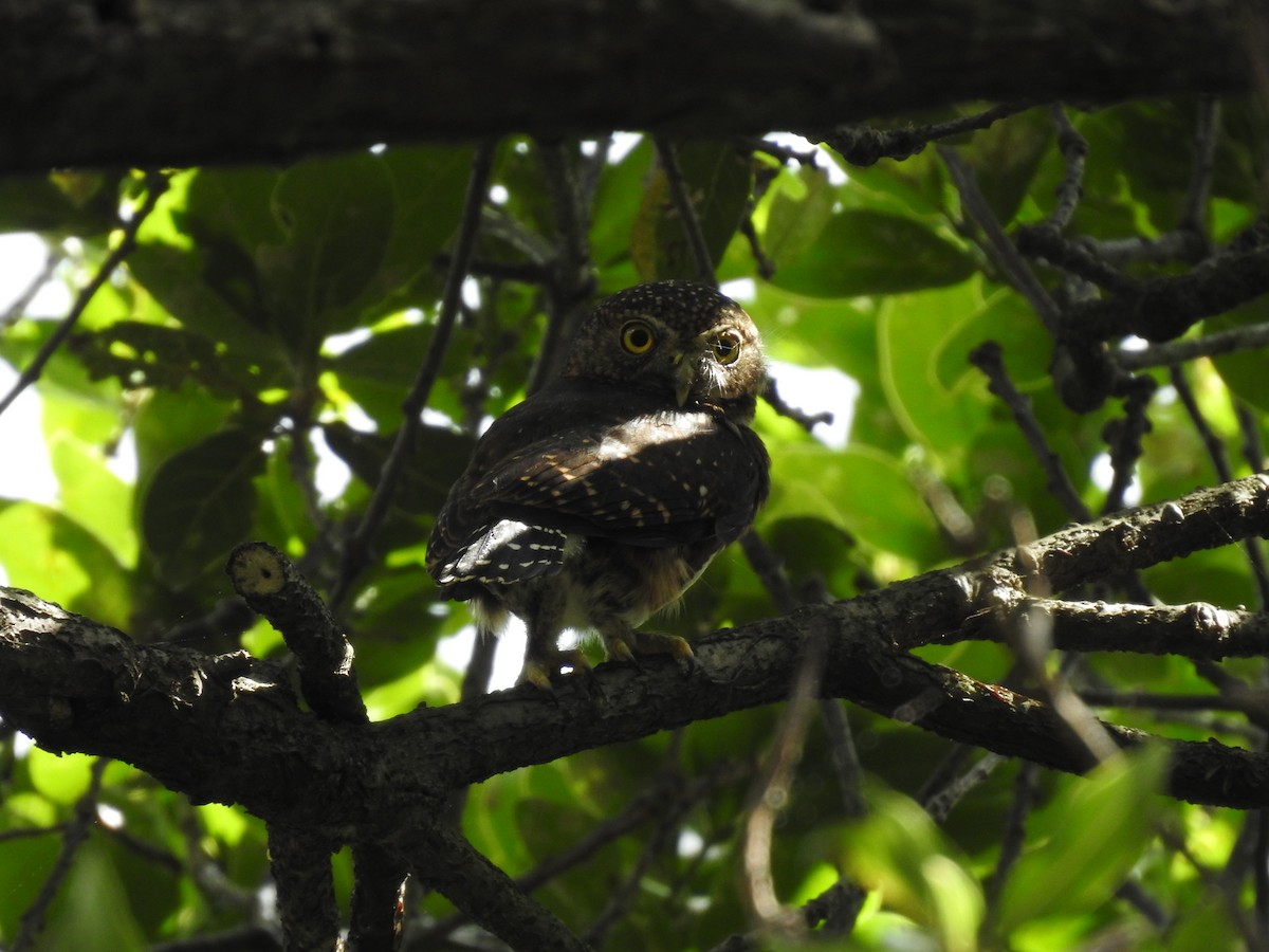 Costa Rican Pygmy-Owl - ML619899871