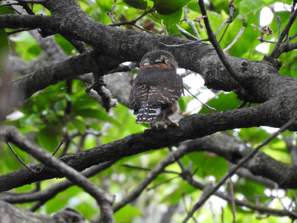 Costa Rican Pygmy-Owl - ML619899872