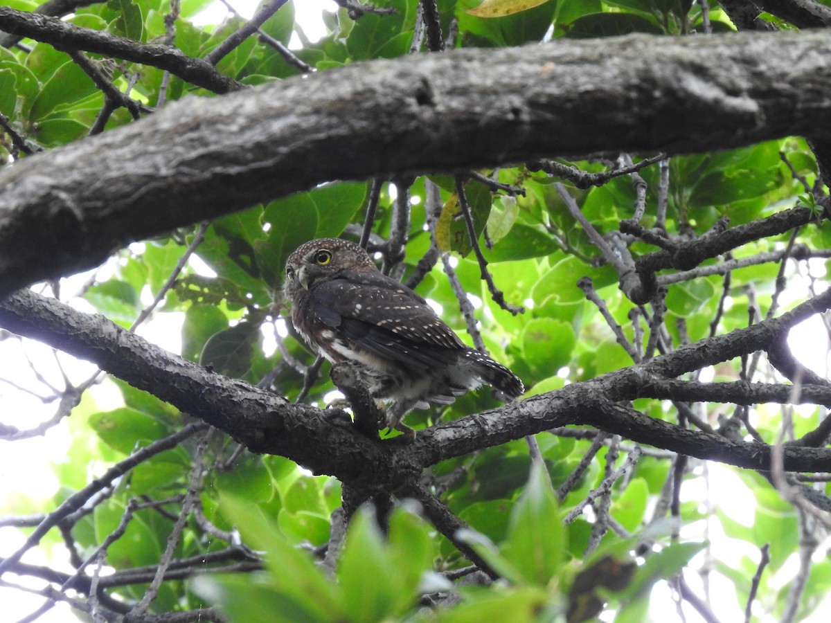 Costa Rican Pygmy-Owl - ML619899873